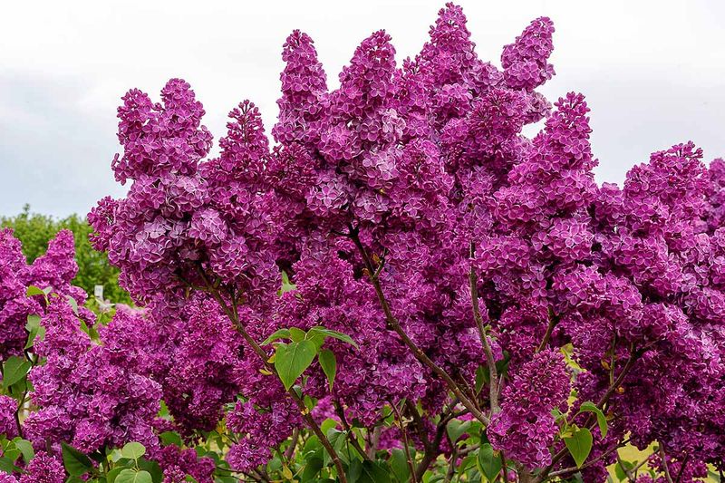 Lilac