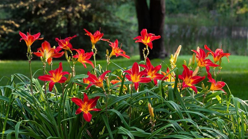 Daylily