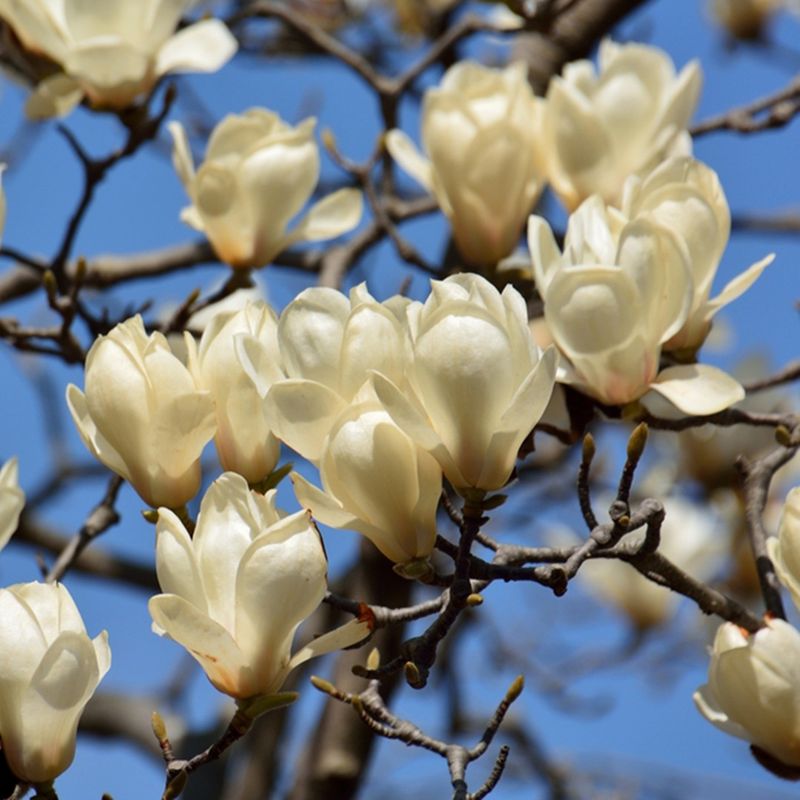 Yulan Magnolia