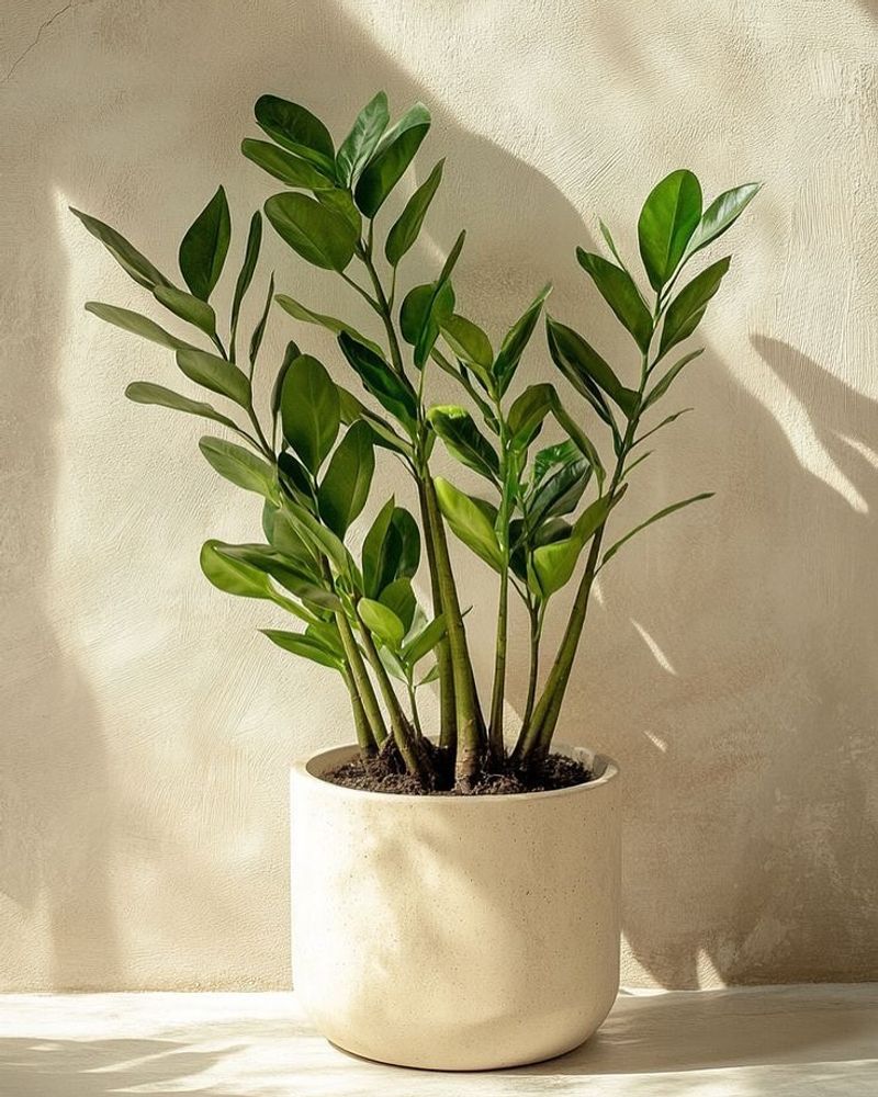ZZ Plant