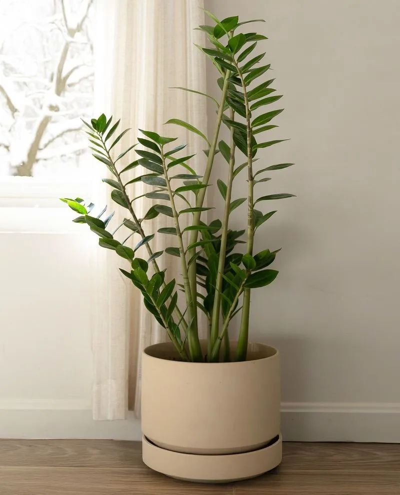 ZZ Plant