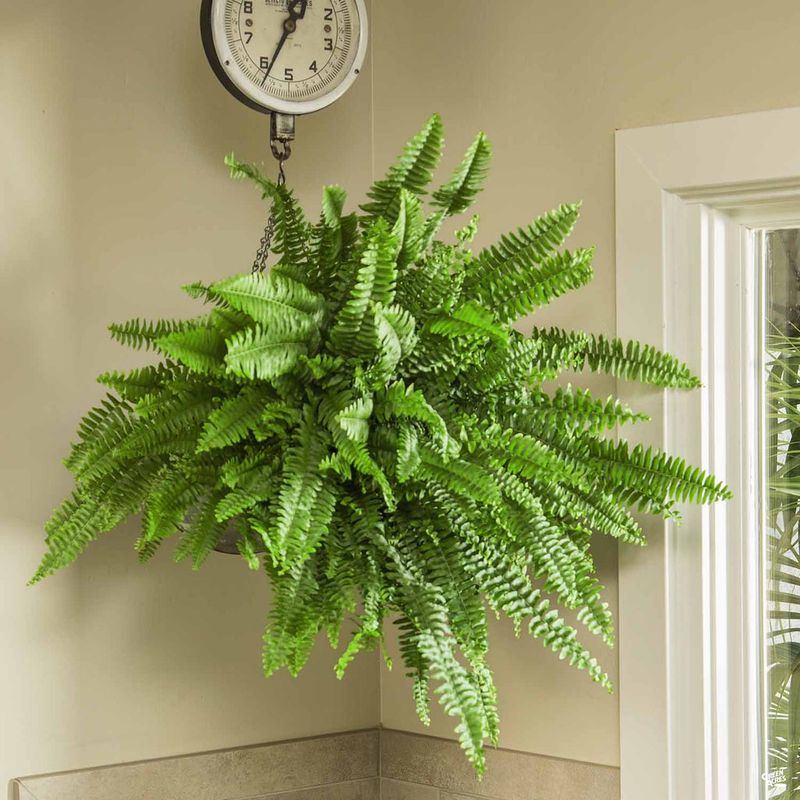 Boston Fern