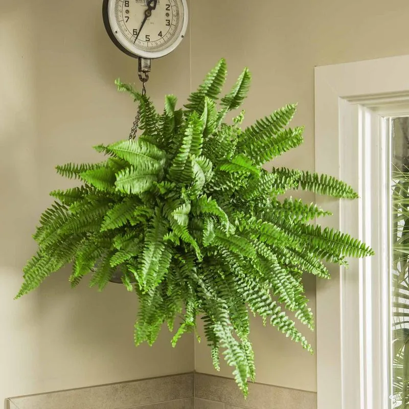 Boston Fern