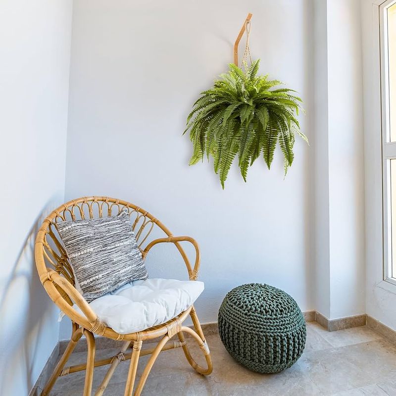 Boston Fern
