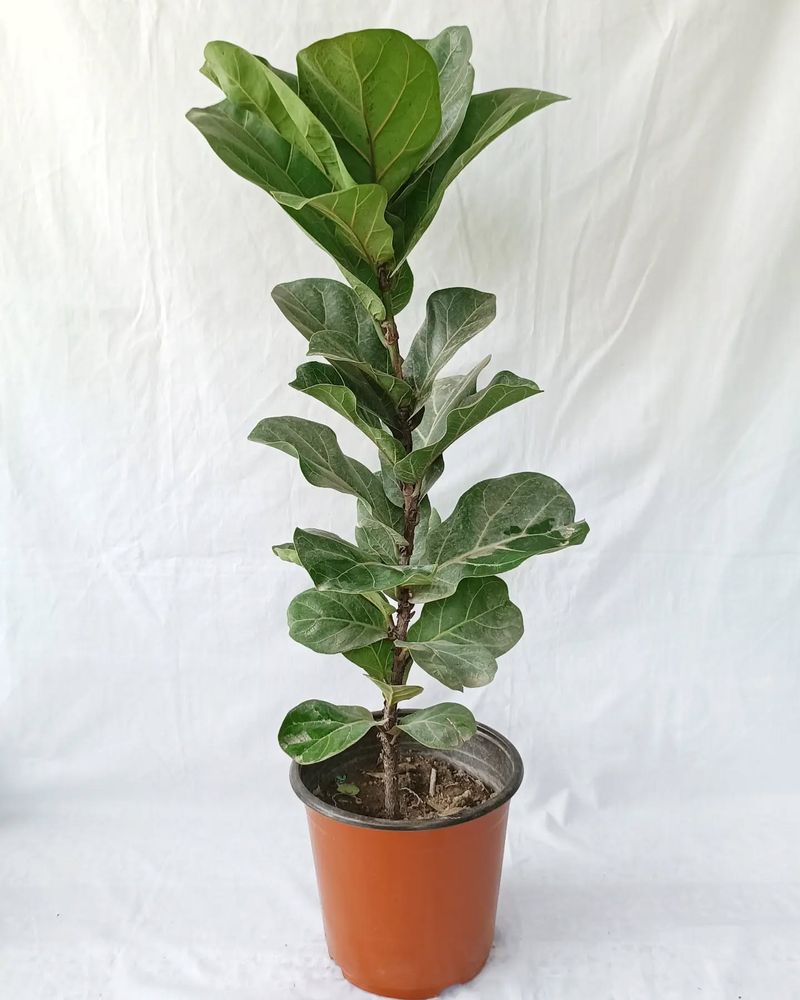 Fiddle Leaf Fig