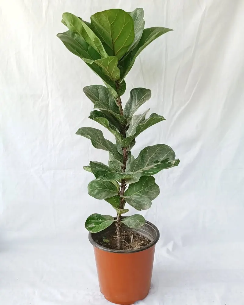 Fiddle Leaf Fig