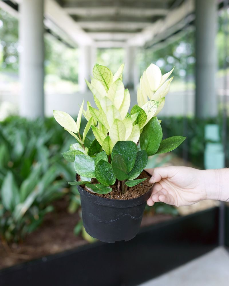 ZZ Plant