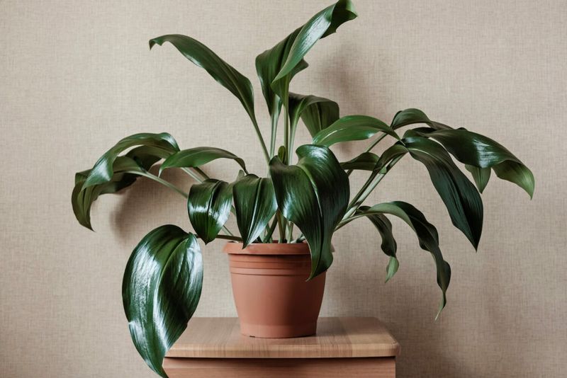 Cast Iron Plant