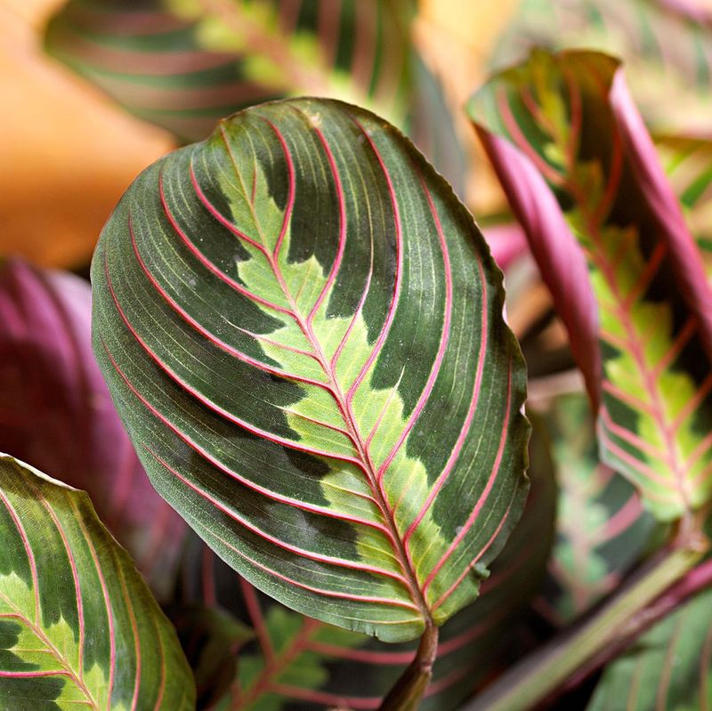Prayer Plant