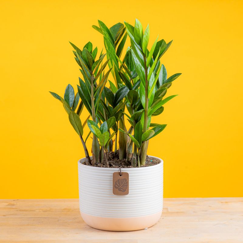 ZZ Plant