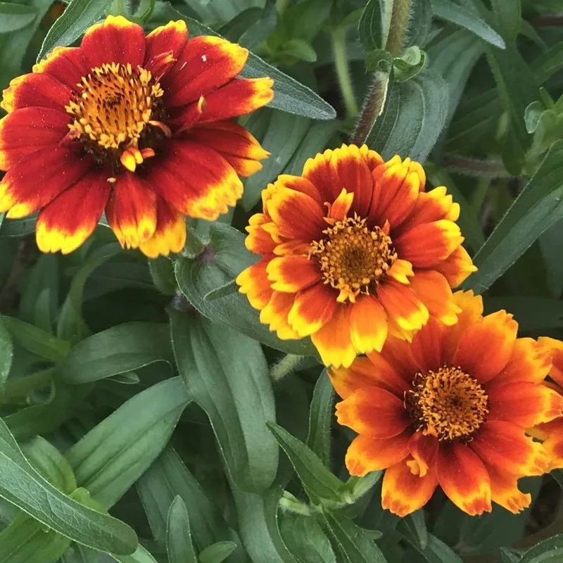 Persian Carpet Zinnia