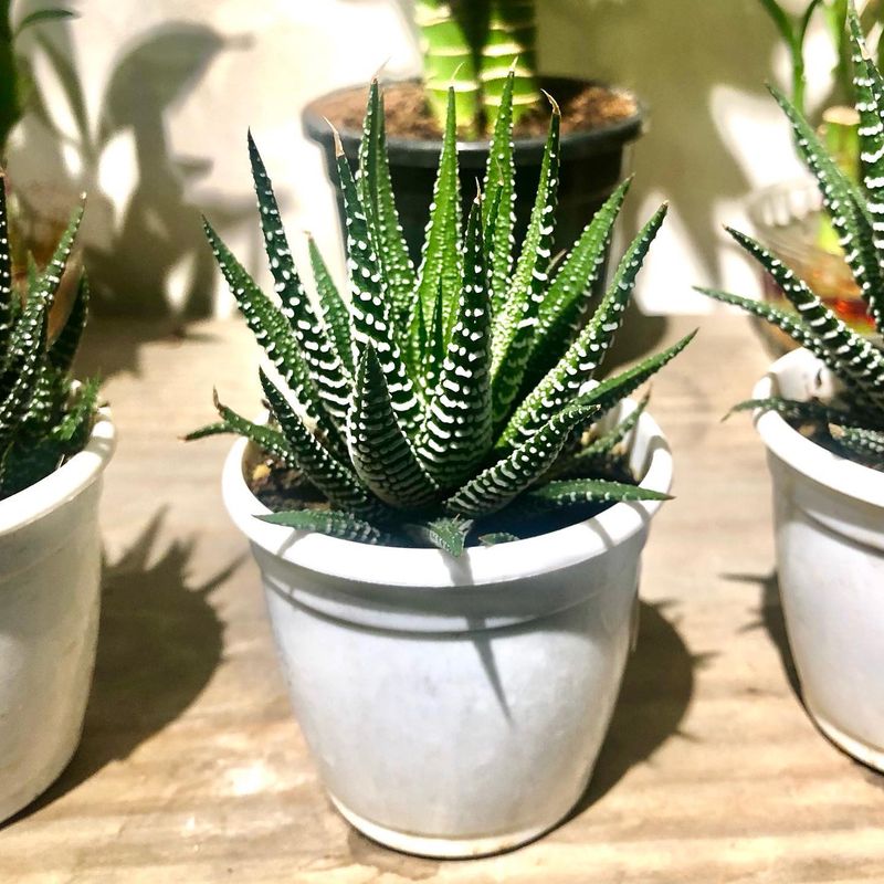 Zebra Cactus