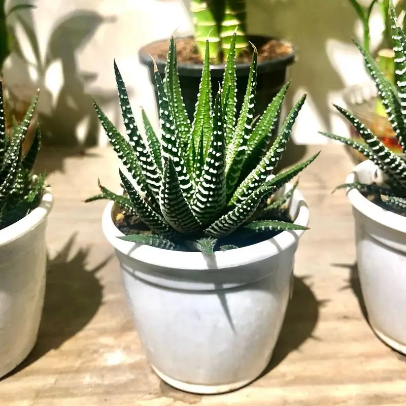 Zebra Cactus