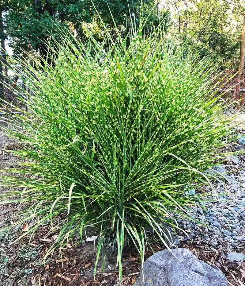 Zebra Grass