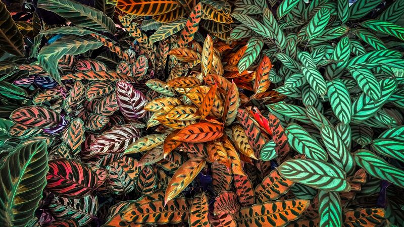 Calathea