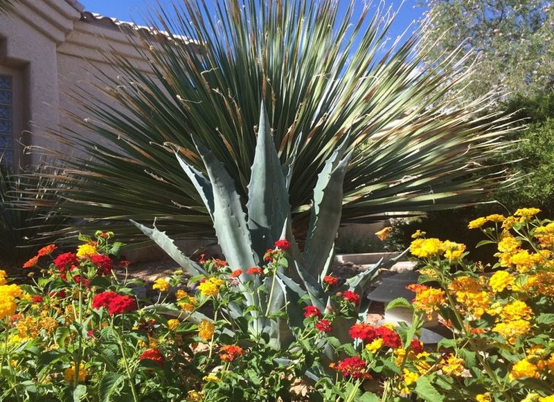 Desert Bloom