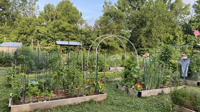 Creative Vegetable Garden
