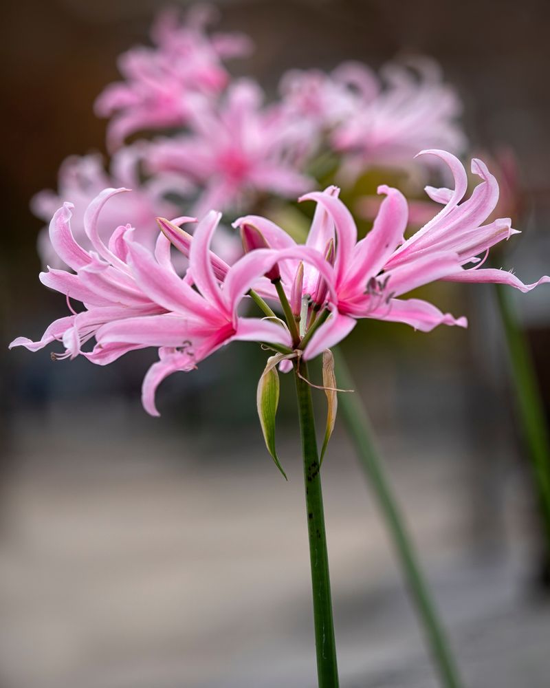 Nerine