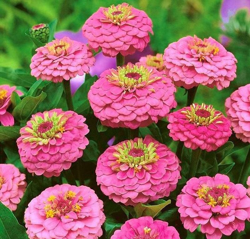 Zinnia