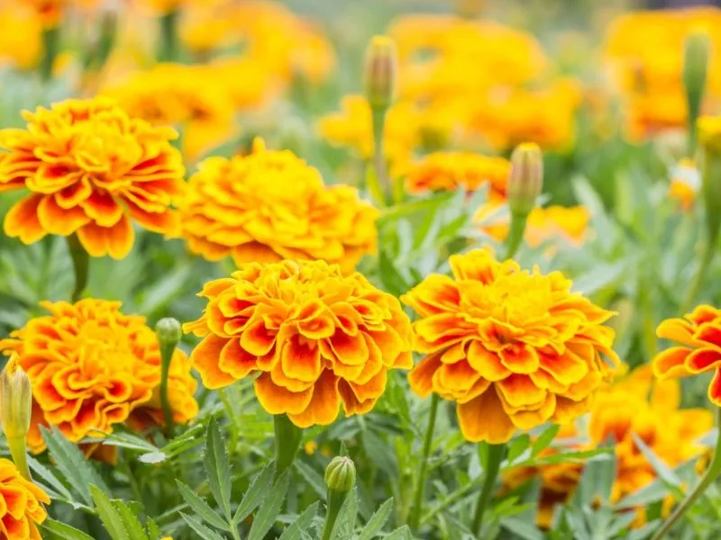 Marigold