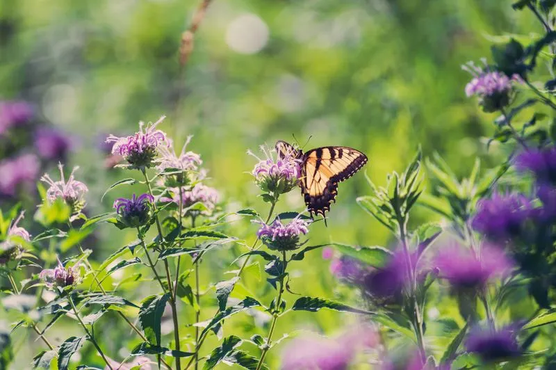 Bee Balm