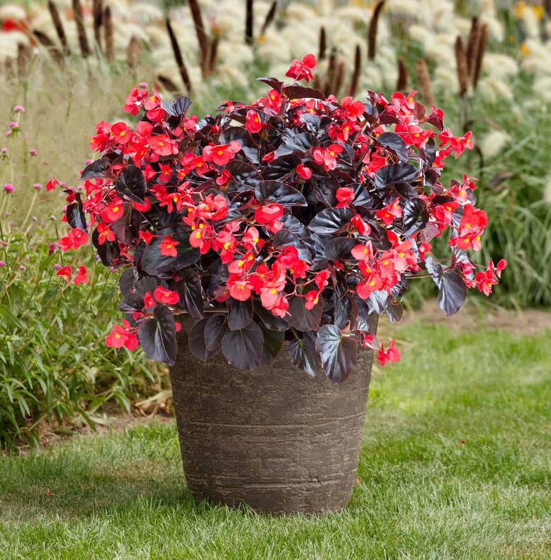 Begonia