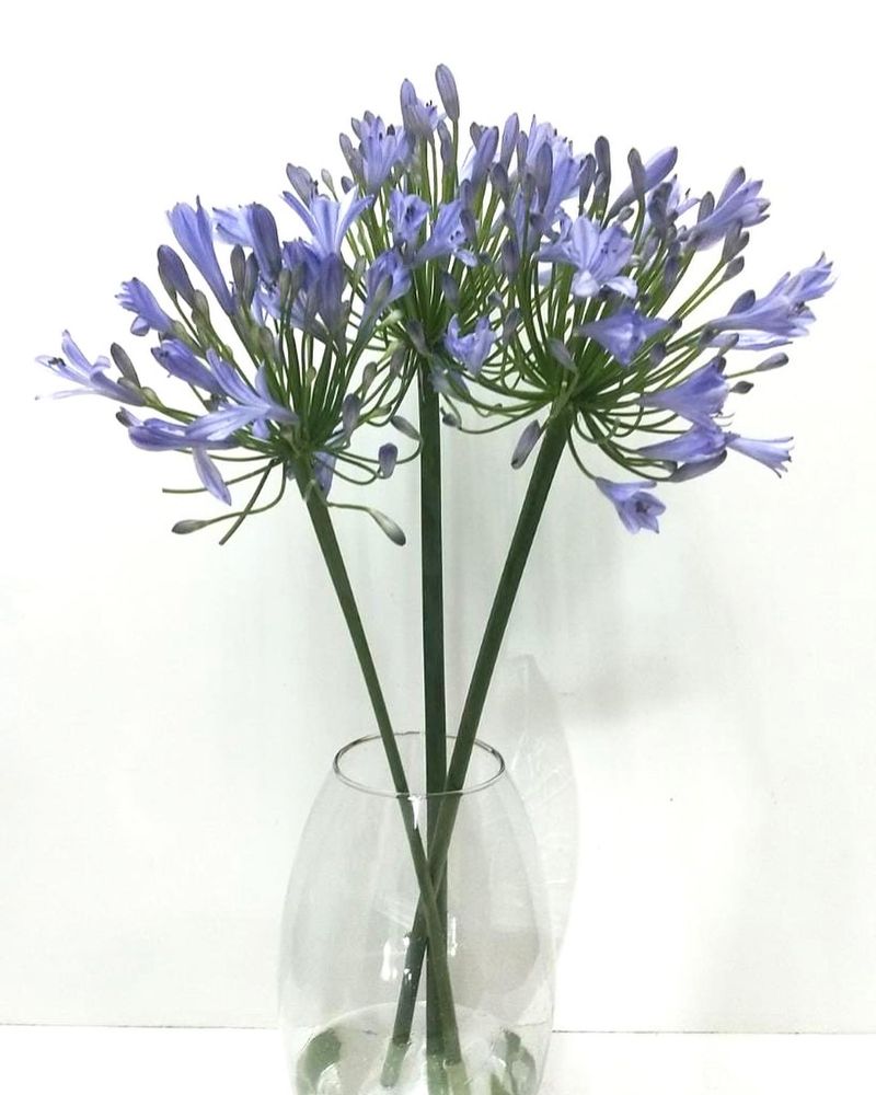 Lily of the Nile (Agapanthus)