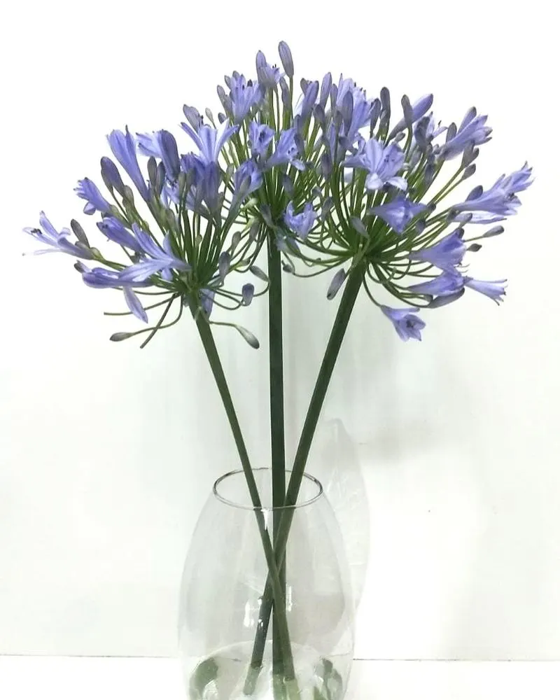 Lily of the Nile (Agapanthus)
