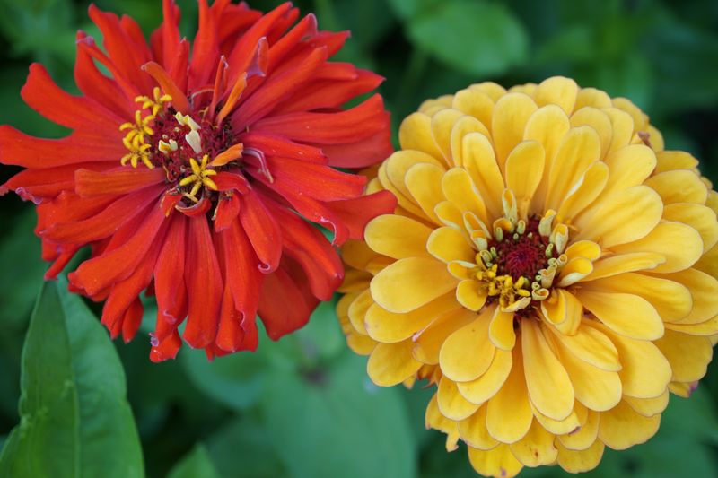 Zinnia
