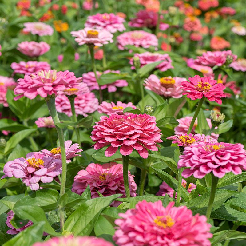 Zinnia