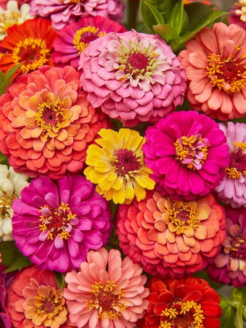 Zinnia