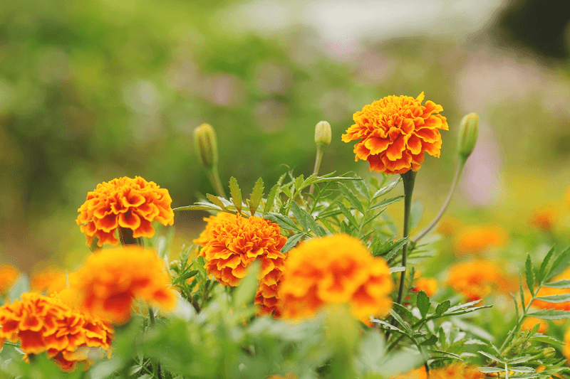 Marigold
