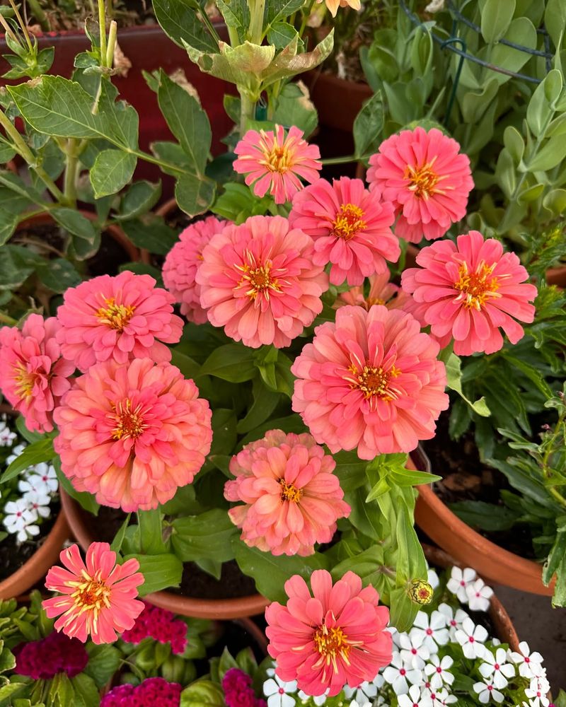 Zinnias