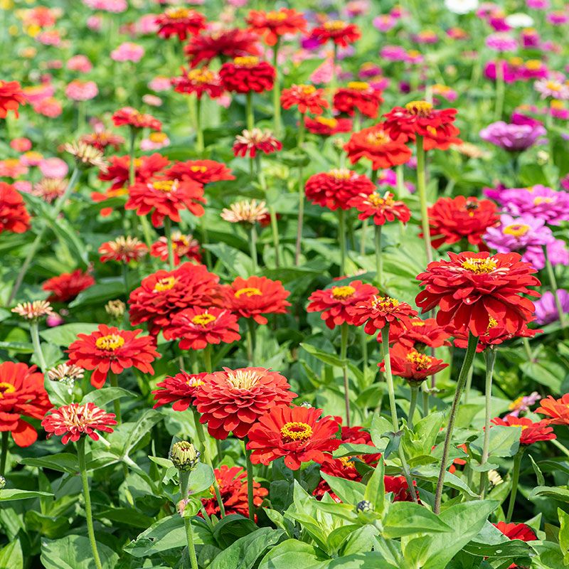 Zinnias