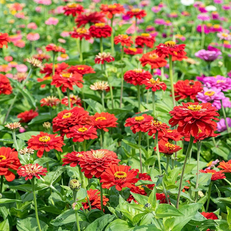 Zinnias