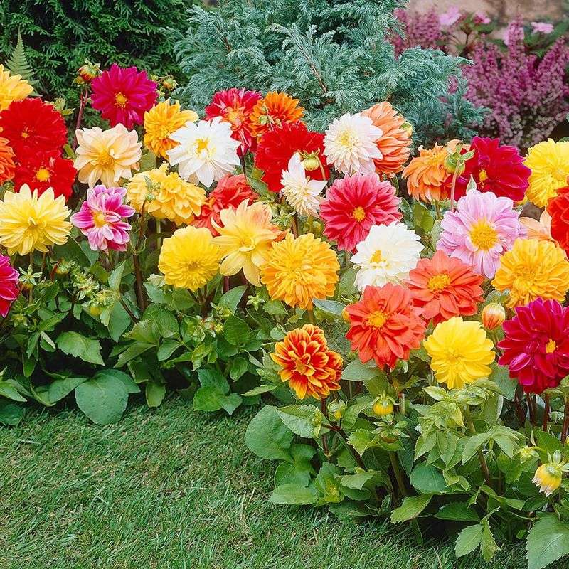 Dahlias