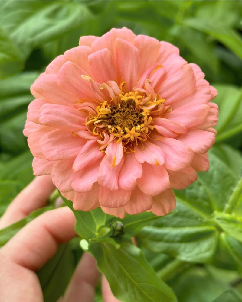 Zinnias