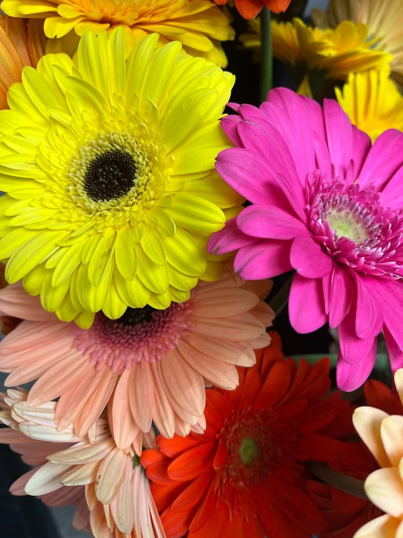 Gerberas