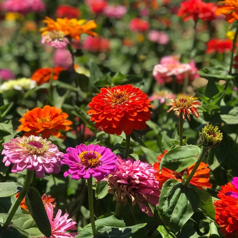 Zinnias