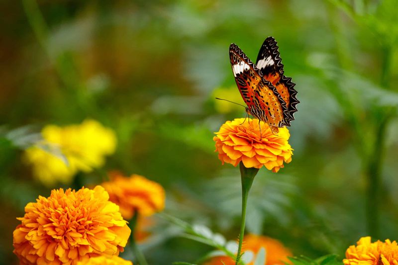 Marigolds