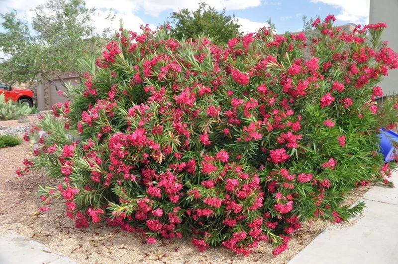 Oleander