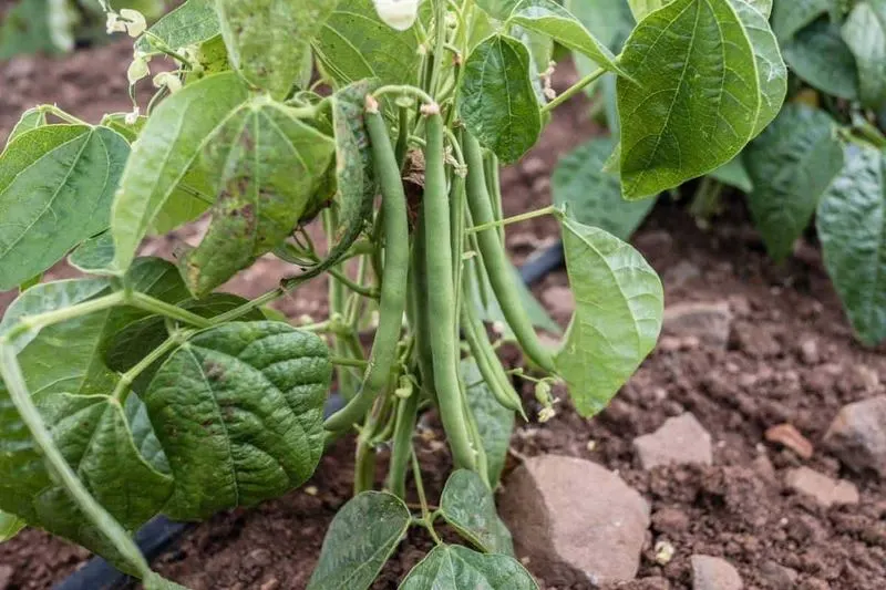 Green Beans