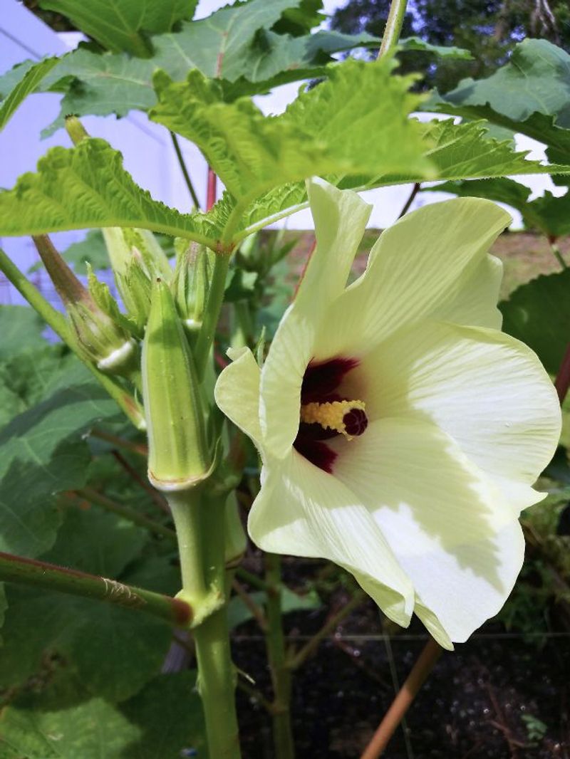 Okra