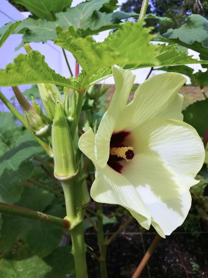Okra