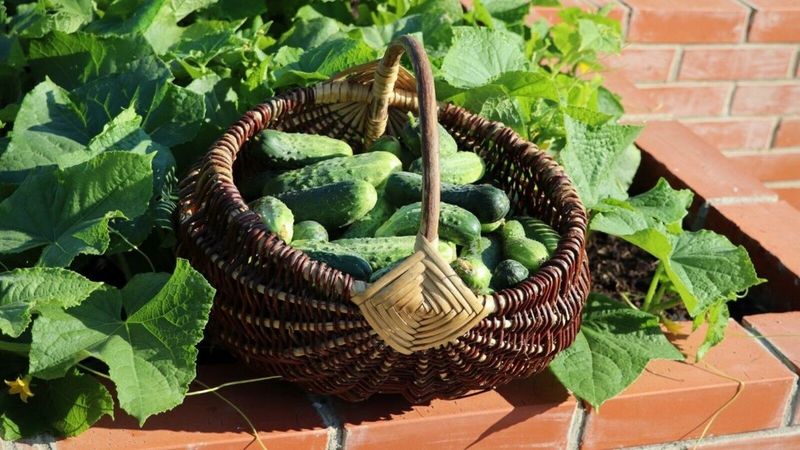 Cucumbers