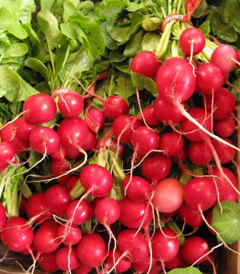 Radishes