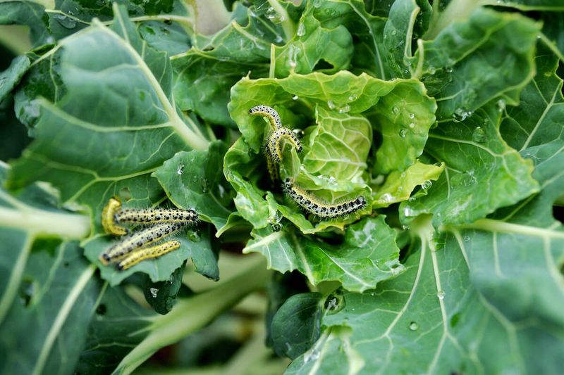 Cabbage