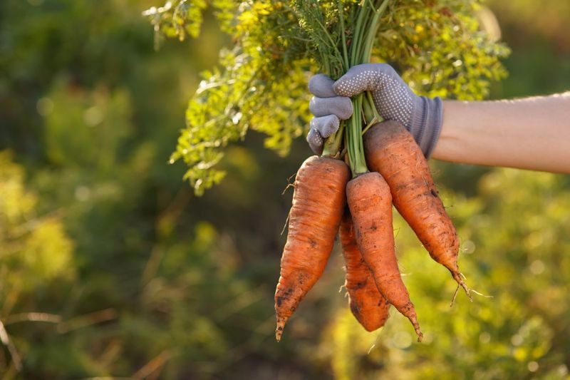 Carrots