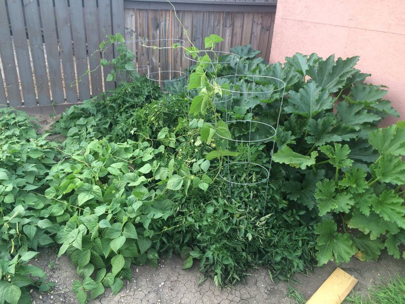 Bush Beans