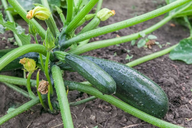 Zucchini (Struggle)